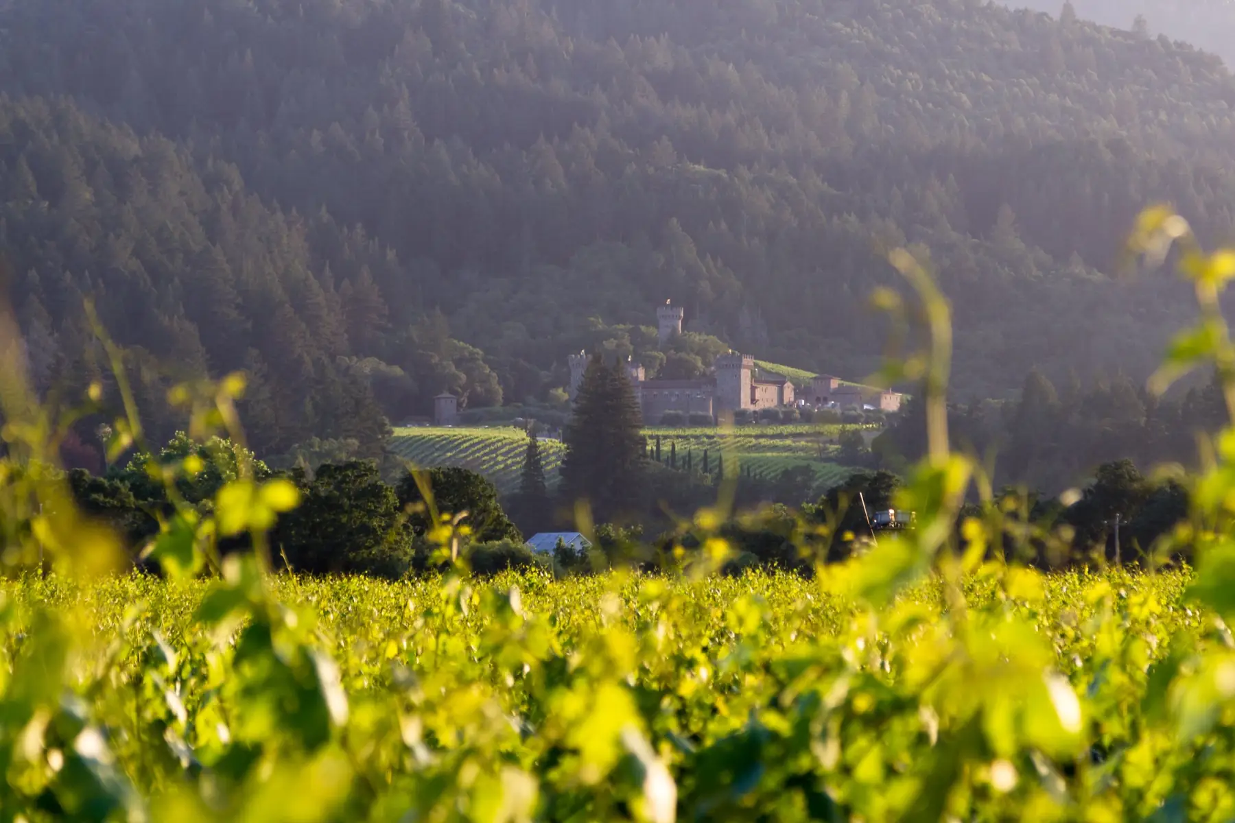 Sunlit vine leaves in the foreground, with rows of vineyards and a stone castle on a forested hill behind