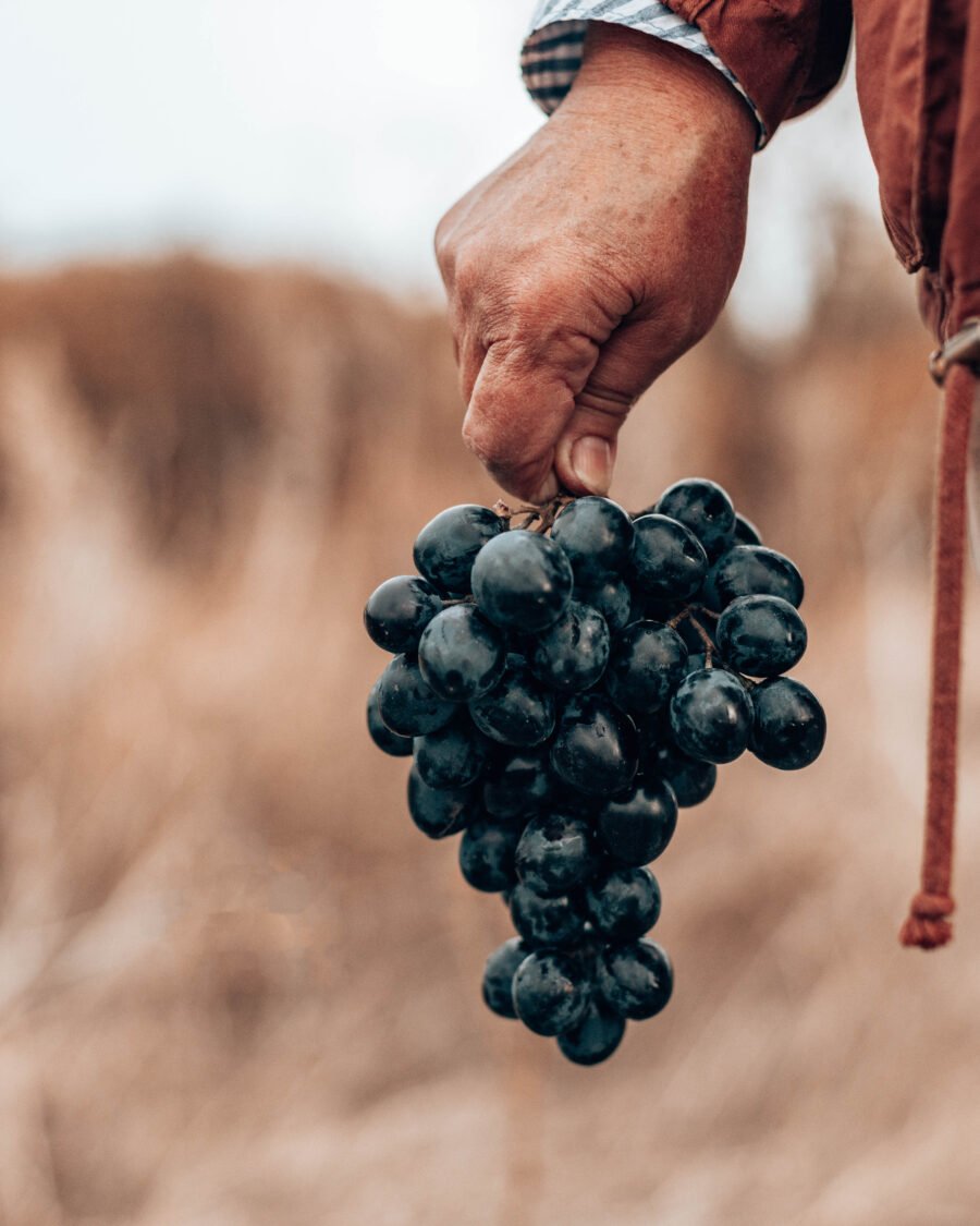 Barolo: a complete guide to Piedmont’s great red